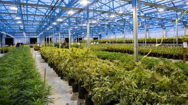 世界の麻薬王は誰もが名経営者かもしれない 今週のhonz 東洋経済オンライン 経済ニュースの新基準