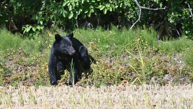クマ被害撲滅へ｢ゾーニング｣という"有力防衛策"