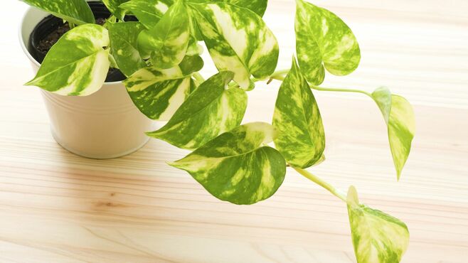 ｢親よりポトスか｣植物好き幼子に父が抱いた畏敬