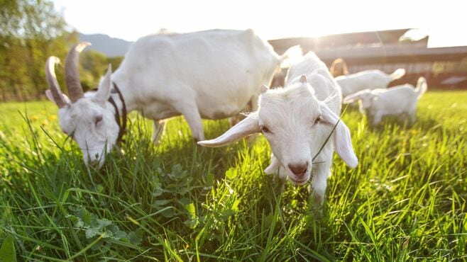 ヤギ5頭飼って知った｢意外と戦闘的｣な食事風景