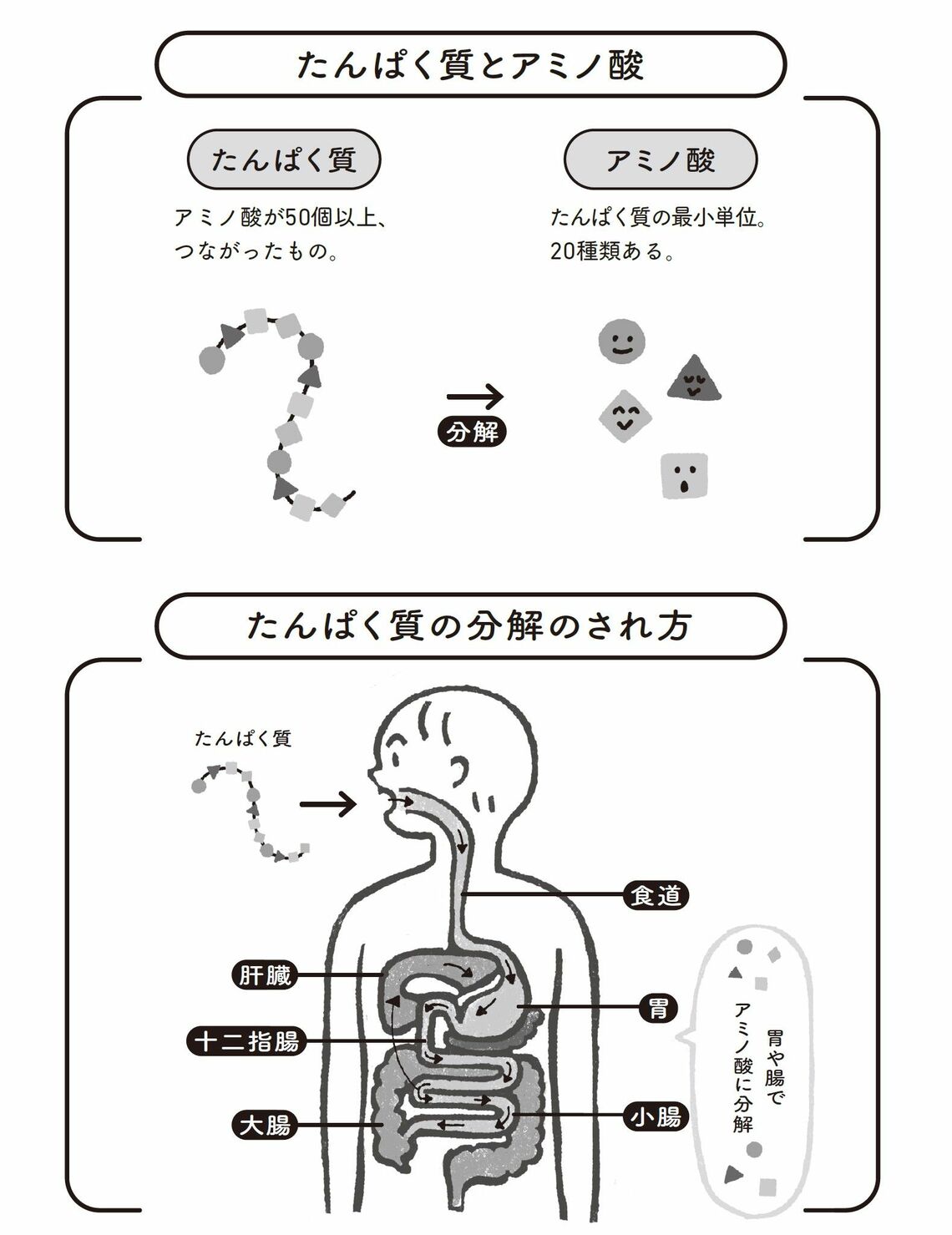 （出所：『医者が考案した たんぱく質をたっぷりとる長生きスープ』より）