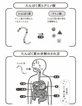 （出所：『医者が考案した たんぱく質をたっぷりとる長生きスープ』より）