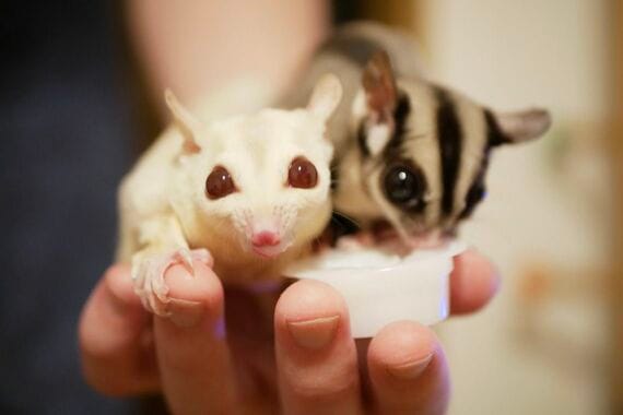 チャナちゃんとジゲン君