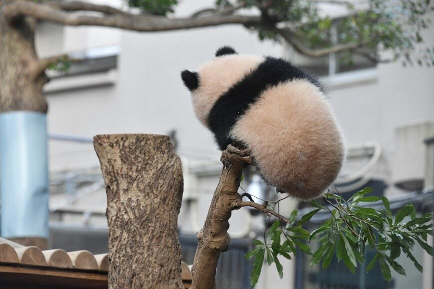 シャンシャン。2018年2月16日撮影（写真：高氏さん提供）