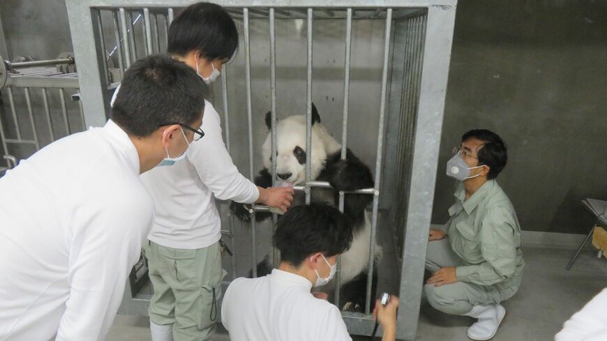 パンダのタンタン（旦旦）と王子動物園の職員