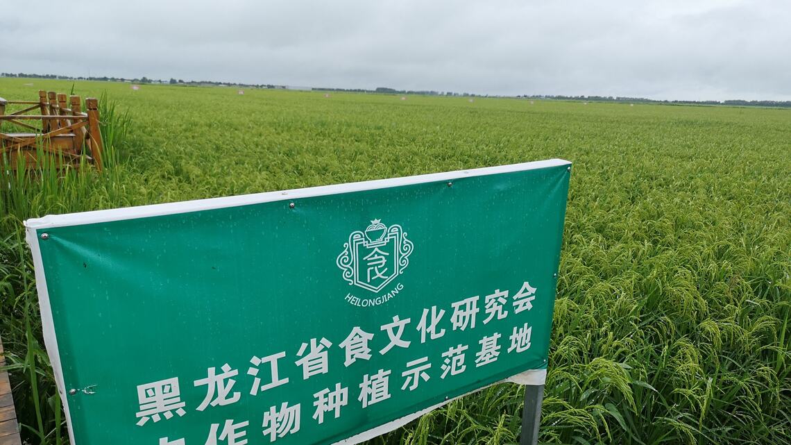 中国黒龍江省の五常大米の水田