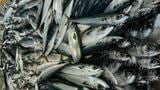 三陸のサバ（写真：筆者提供）