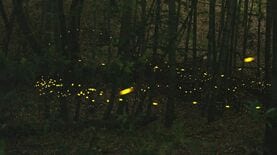 ｢ホタルの森｣が壊されてしまうのか？…名古屋で16年止まった道路建設がいま動き出した理由