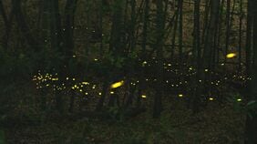 ｢ホタルの森｣が壊されてしまうのか？…名古屋で16年止まった道路建設がいま動き出した理由