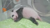 ピンク色から毛が生えて白黒模様がくっきり見えてきた雄のパンダ、7月19日（26日齢）（写真：公益財団法人東京動物園協会提供）