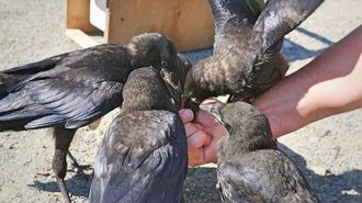 画期的！カラスがゴミ拾いの作業員になった