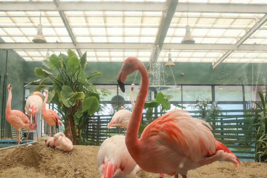 窓から見えるフラミンゴの姿（写真：筆者撮影）