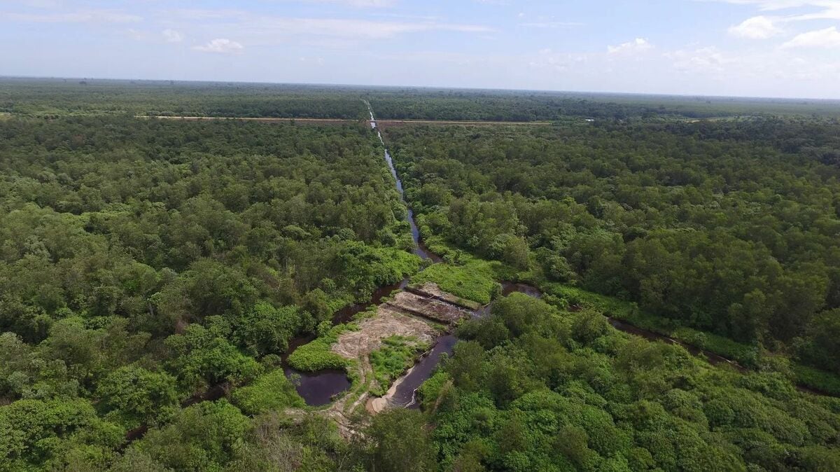 宇宙×林業〉インドネシアの大規模パーム油農園収量増に住友林業が挑む 