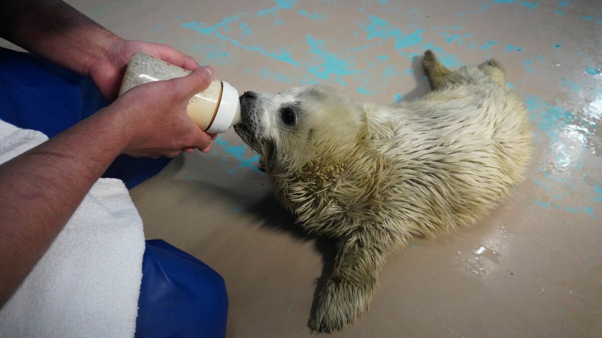 価格2倍でも｢飛ぶように売れる水｣の"正体" 育児用ミルク技術から｢犬猫用粉ミルク｣を開発した老舗が明かすヒットの裏側 | ライフ | 東洋経済オンライン