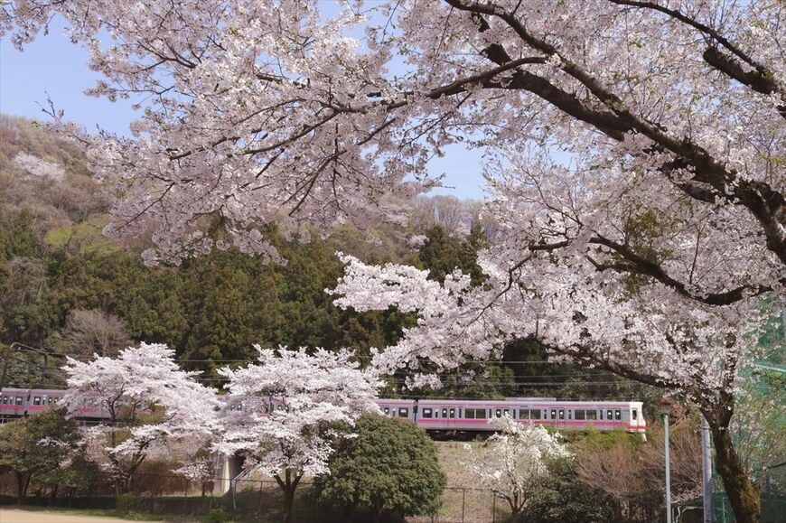桜満開の高尾線を行く8000系（撮影：南正時）