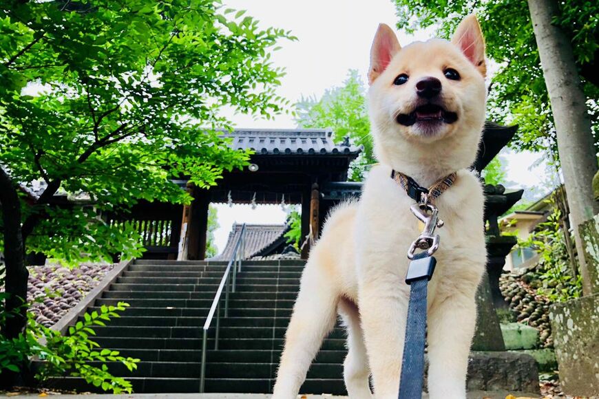 看板犬の豆柴・シロ（写真：福島八幡宮提供）