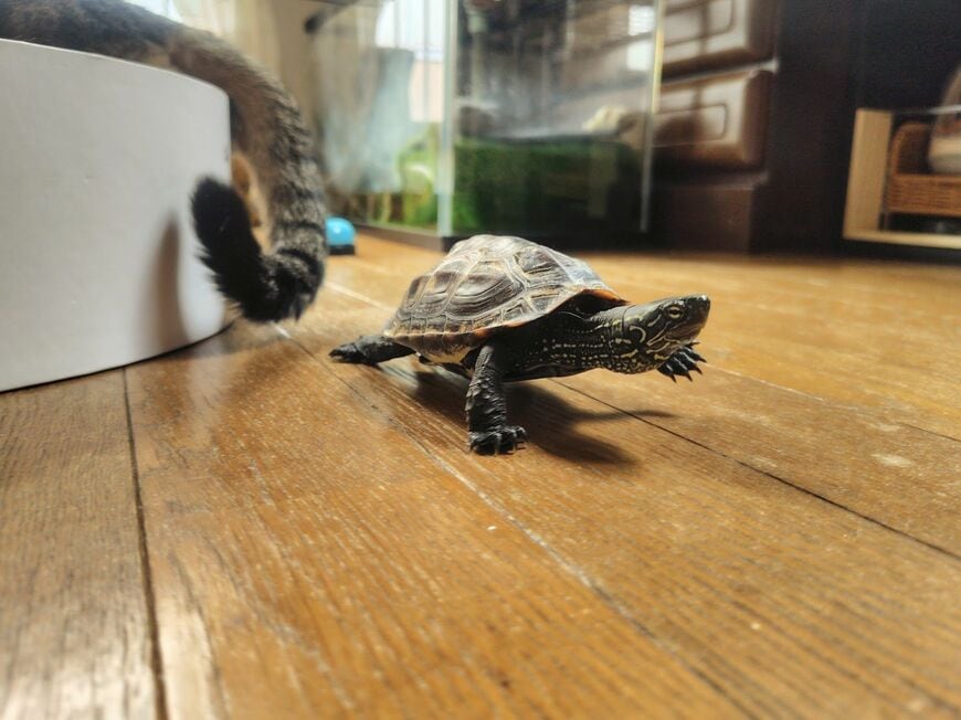 （写真提供：あめちさん）