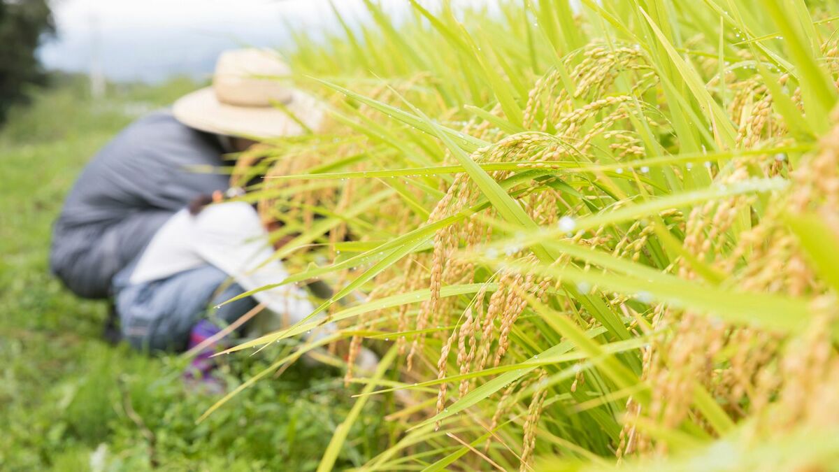 4000種を知るお米のプロが伝授｢注目の品種12選｣ オススメなのは山形県｢つや姫｣だけじゃない！ | 雑学 | 東洋経済オンライン