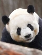 萌大