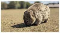世界唯一"四角いうんち"する｢ウォンバット｣の謎 モフモフ毛皮とつぶらな瞳の可愛すぎる生態