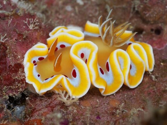 ウミウシ 今本淳 奄美大島