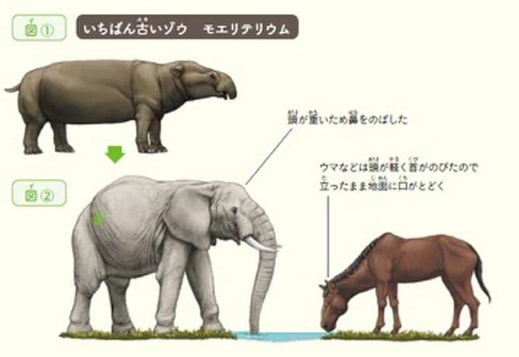 ゾウの進化