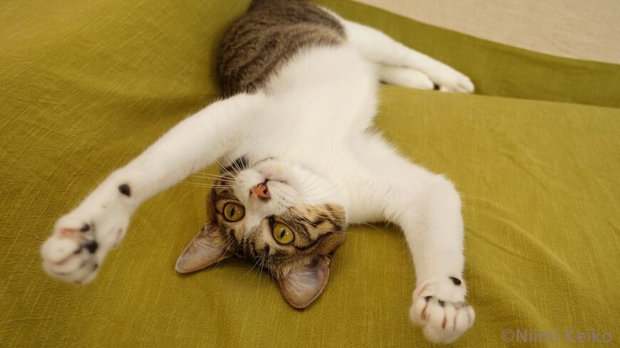 ストレス知らずの猫
