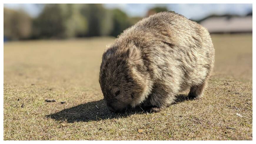 ウォンバット