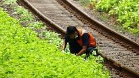 ジャカルタの鉄道､線路脇にある植物の正体 沿線のあちこちに植えられた理由は？