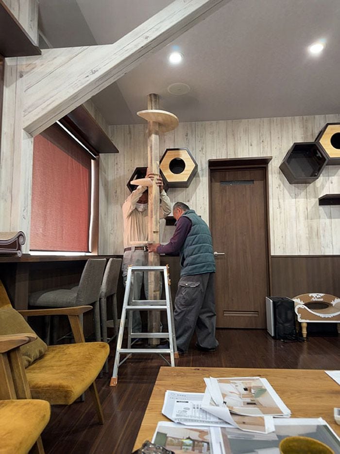 オフィスにキャットタワーなどを備え、社内で猫たちが遊べる環境に改装した