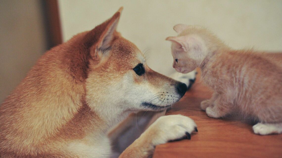 動物に話しかけることで幸福ホルモン・オキシトシンが出るという(写真:yosio/PIXTA)