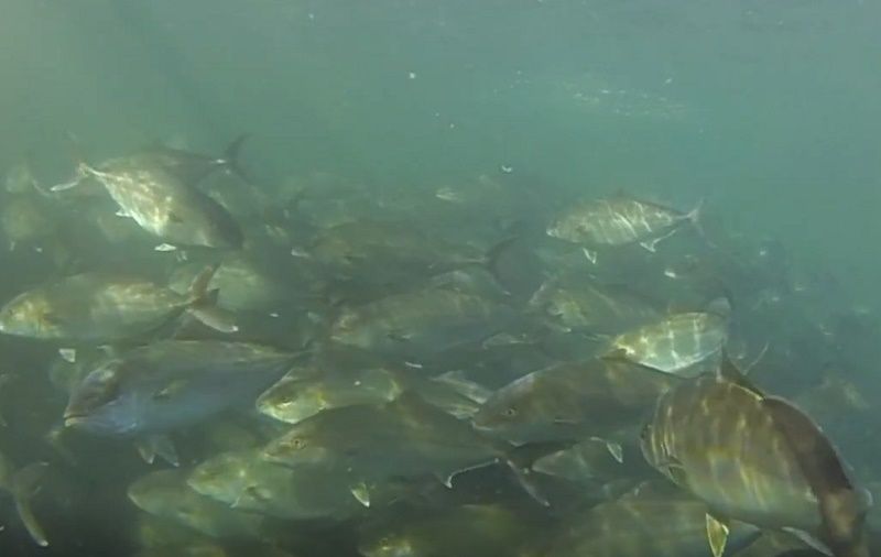 鹿児島県にある、小浜水産のイケス。年間1200トンあった極上カンパチの出荷が激減し、売り上げは4割減に。イケスが空かず、将来のための養殖にも差し支えている（写真：小浜水産）