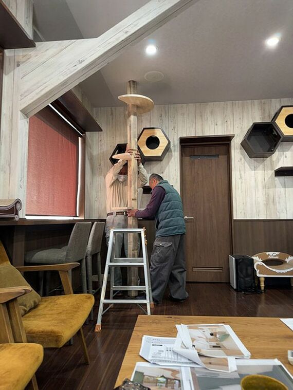 オフィスにキャットタワーなどを備え、社内で猫たちが遊べる環境に改装した