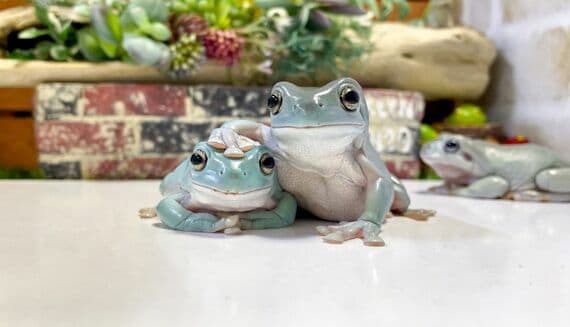 イエアメガエル