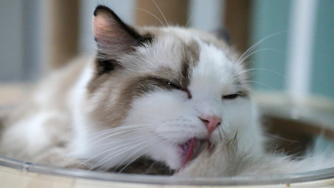 飼い主とペットをダニから守るためにすべきこととは……(写真:moomusician/PIXTA)