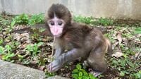 ｢サルの群れ入れは難しい｣  世界中から来園者殺到…人気の子ザル《パンチくん》飼育員が語る｢"誤解されている"現実｣