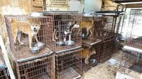 犬･猫の殺処分が減った裏で不正流通が拡大？ 動物愛護管理法の影で暗躍する引き取り屋