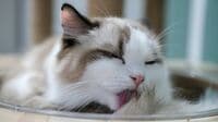 ｢獣医師死亡｣致死率10～30％マダニ感染症とは？