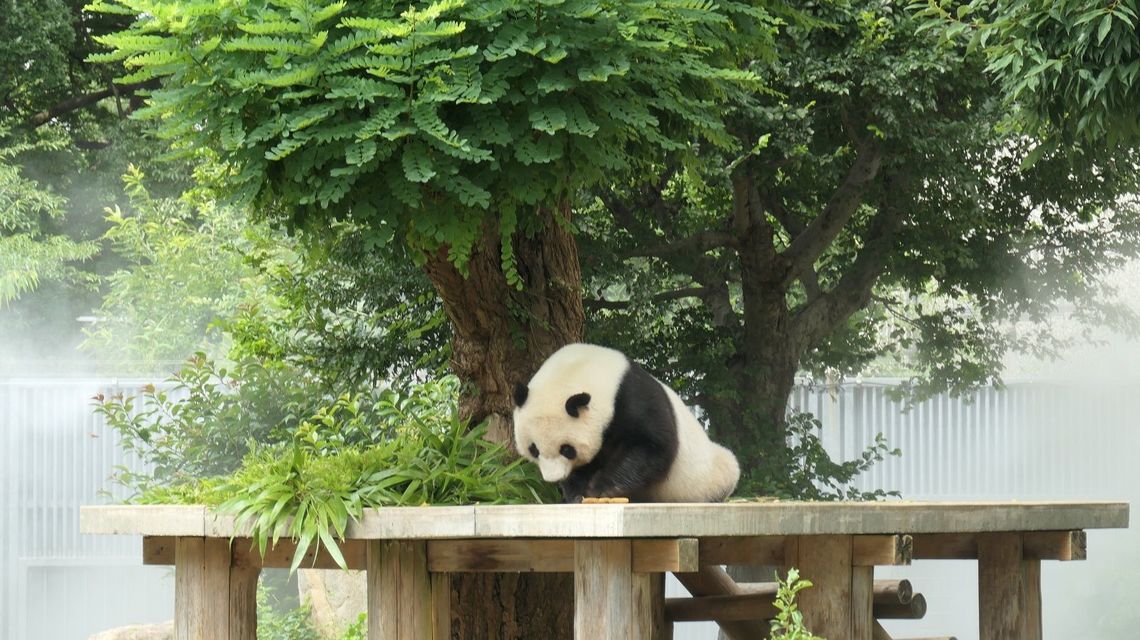 中国に帰る 神戸のパンダ 25年の劇的な半生 雑学 東洋経済オンライン 経済ニュースの新基準