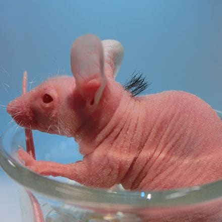 再生毛を生やすことに成功したヌードマウス