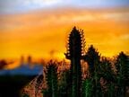 逆光でも植物の緑色が確認できる