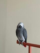 カマタさんがキクノスケくんの飼育を始めた一年後、ヨウムは絶滅危惧種に指定された（写真提供：カマタさん）