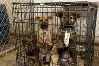 米国で飼育放棄の犬や猫など約700匹を保護 民間動物保護施設が飼育放棄