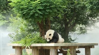 中国に帰る｢神戸のパンダ｣25年の劇的な半生