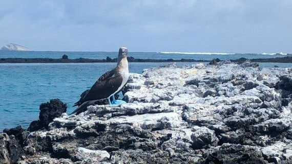 アオアシカツオドリ