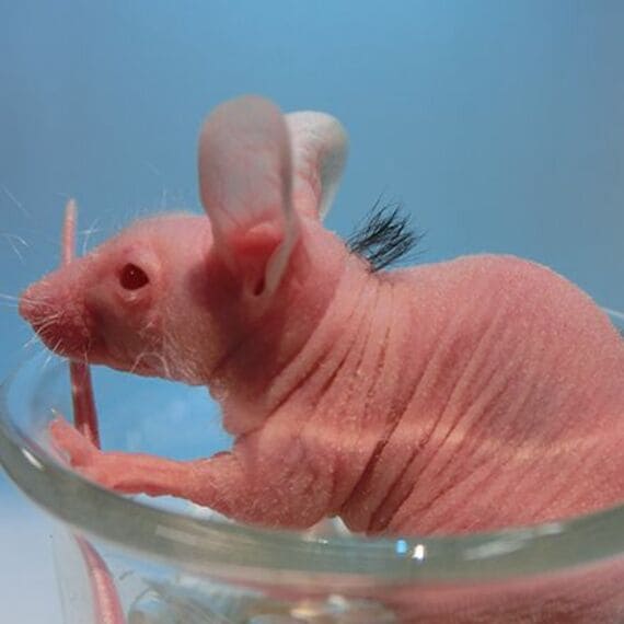 再生毛を生やすことに成功したヌードマウス