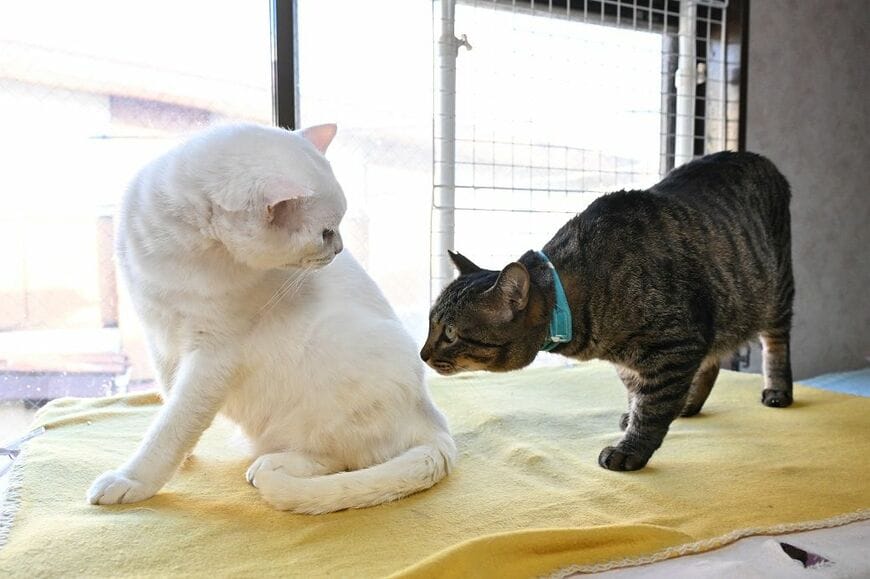 保護猫にまつわる事業を行う、ネコリパブリック。猫カフェの猫や、シェルターで保護されている猫の一部をneco-noteに登録している（撮影：風間仁一郎）