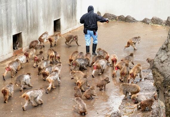 市川市動植物園 サル山