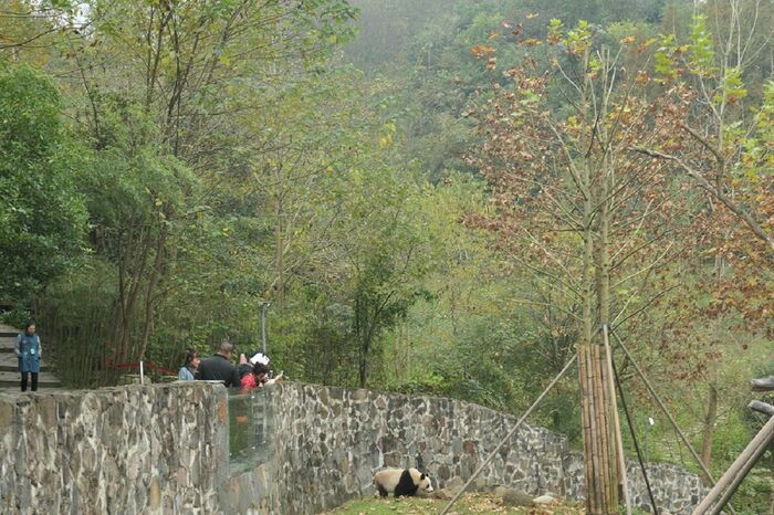 中国に戻ったタンタンが過ごす都江堰基地