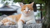 判明！｢猫が外で食べている｣とんでもないもの 実は生態系を脅かすほどの存在になっていた